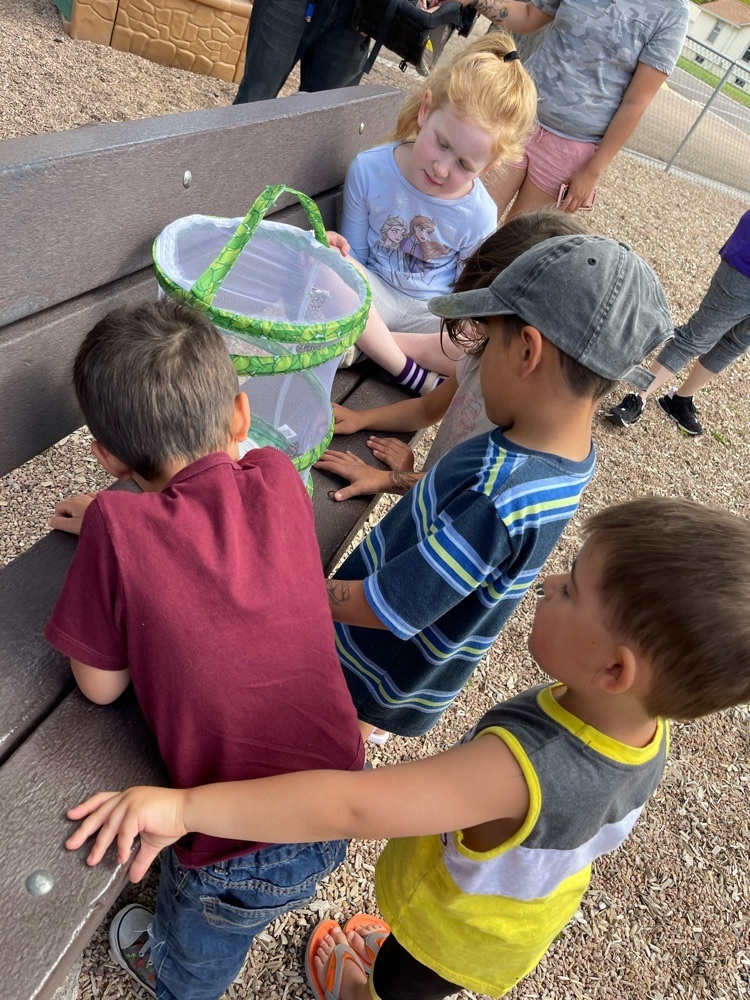 looking at butterfly habitat