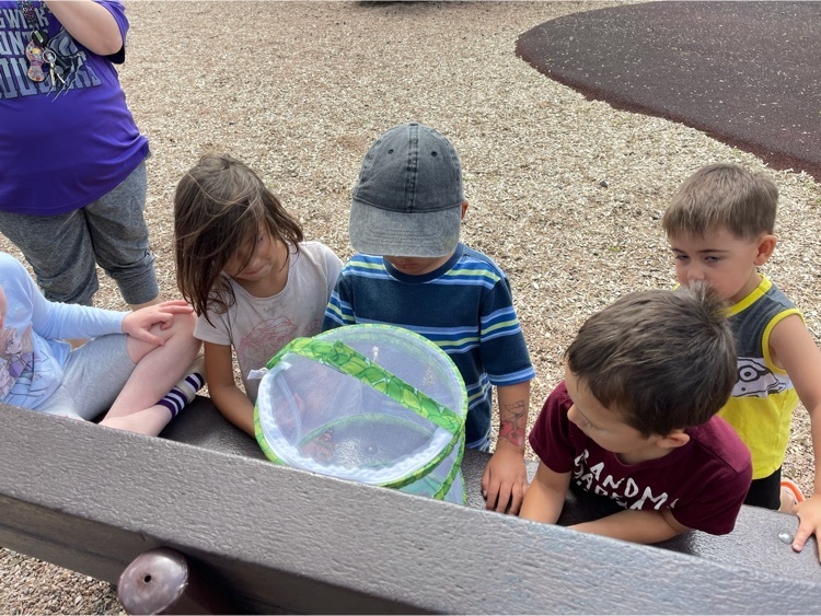 looking at butterfly habitat