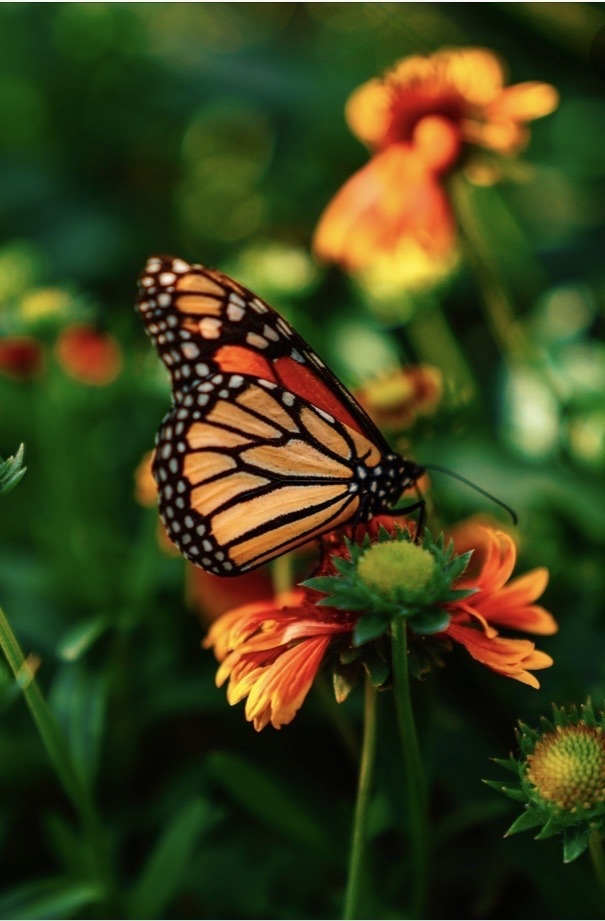 Butterfly release