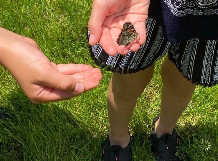 Holding a butterfly